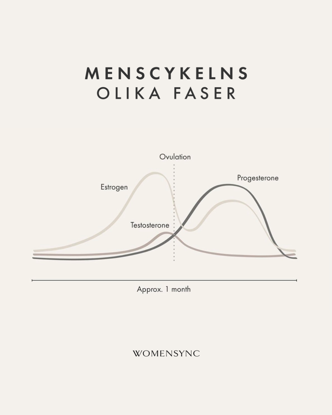 Menscykelns faser