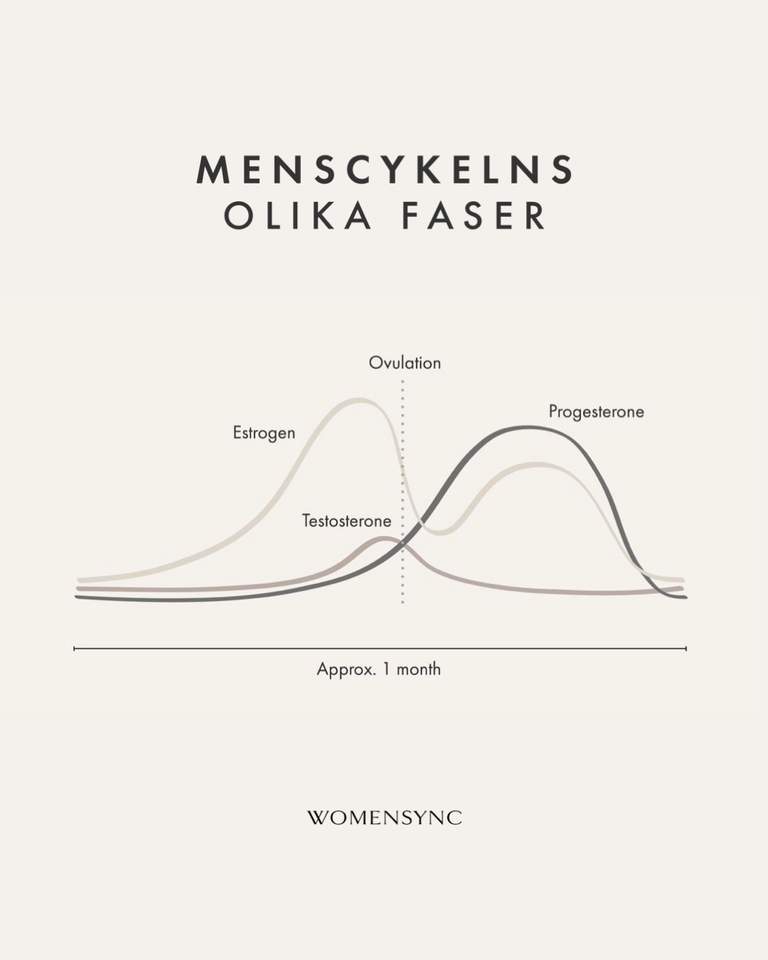 Menscykelns olika faser